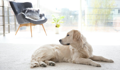 Top Tips to Remove Dog Hair at Home