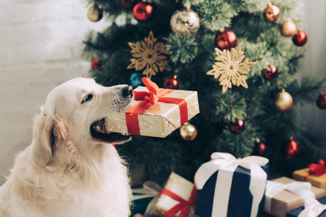 7 Christmas Gift Ideas For Your Dog!