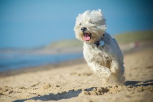 Hot under the collar? Your dog's skin disorder