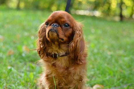 Breed of the month - the King Charles Spaniel