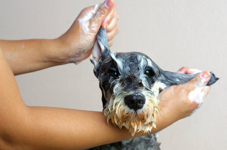 How and why should I wash my dog?