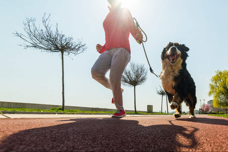 New year, New Me, New Dog! How to start running with your dog