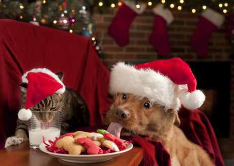 What not to feed dogs at Christmas