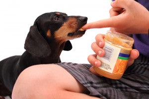 Peanut Butter - Is it safe for your dog?