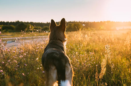 Spring skin problems in dogs: Why February is the best time to prepare