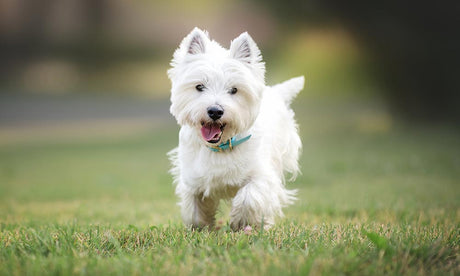 Most common dog breeds with skin issues