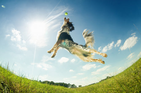 Why give Glucosamine and Chondroitin to my dog?