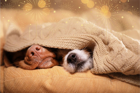 Why are dogs afraid of fireworks?