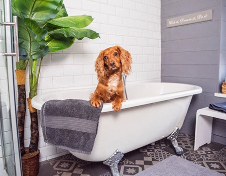 Dog shampoo