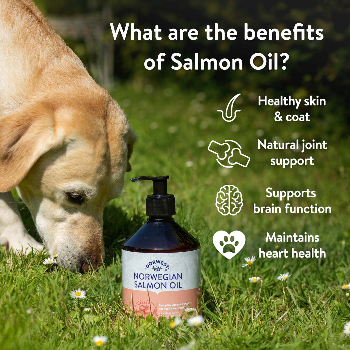 Norwegian Salmon Oil for Dogs & Cats