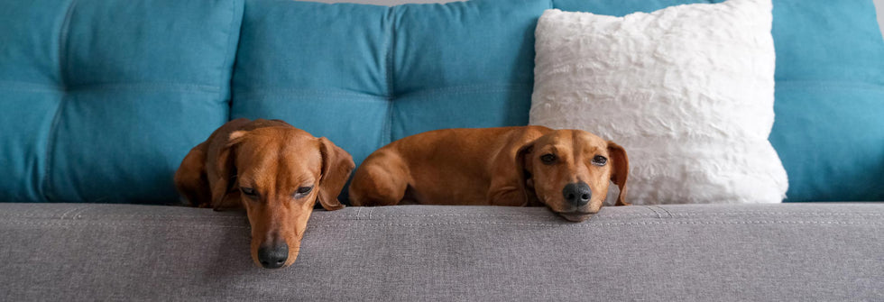 View of How To Calm A Dog During Fireworks? Relax Them This Season – Dorwest