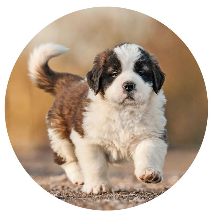 puppy walking on dirt path